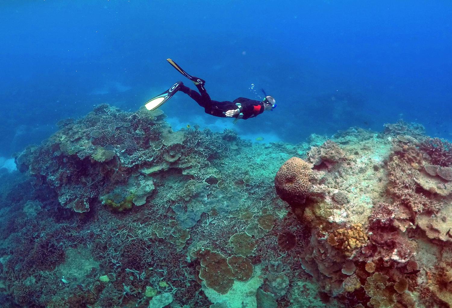 A man snorkels in an area called the "Coral Gardens" near Lady Elliot Island, on the Great Barrier Reef, northeast of Bundaberg town in Queensland, Australia, June 11, 2015. REUTERS/David Gray/File Photo     TPX IMAGES OF THE DAY - RC1B26C3A080