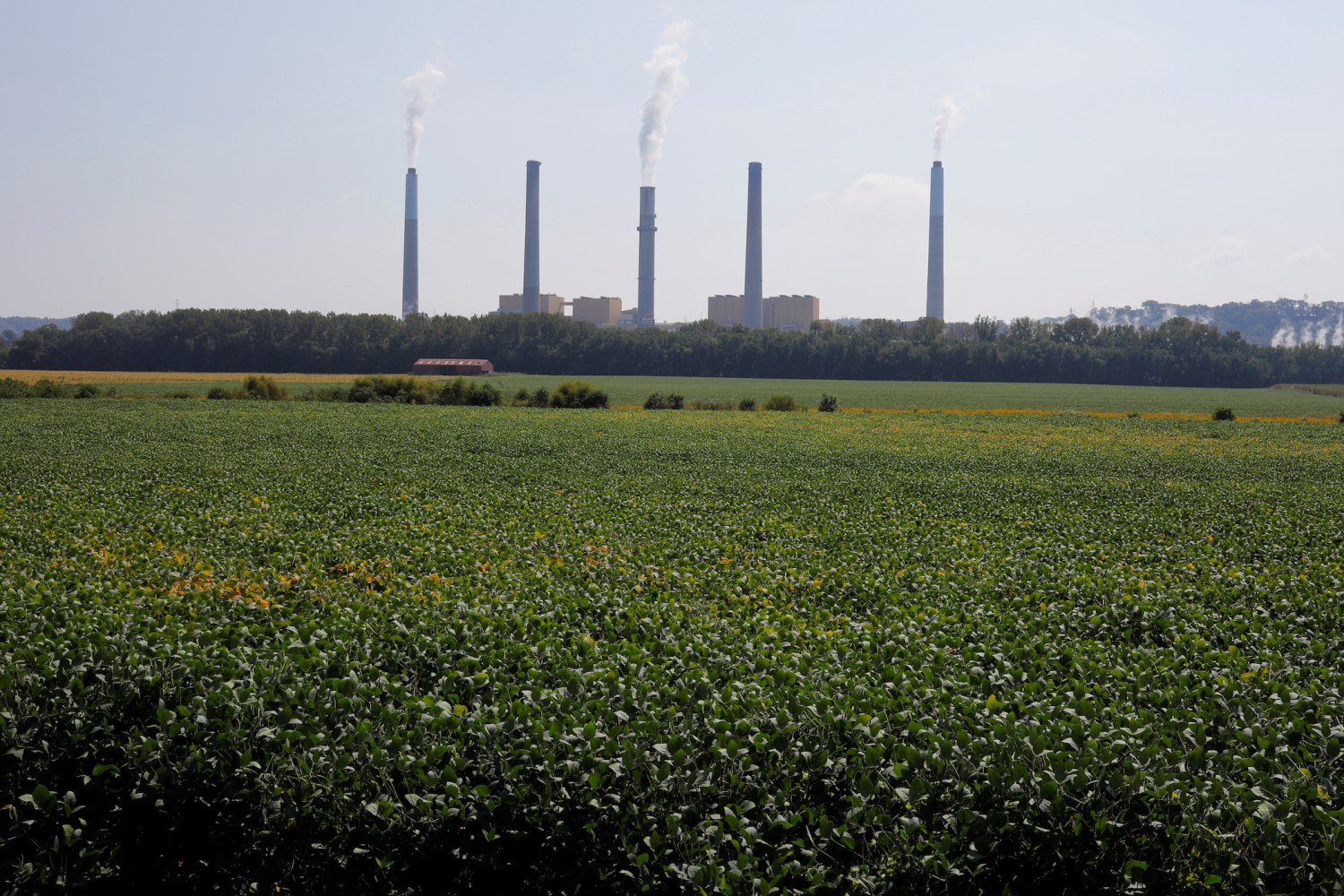 Soybeans grow in front of the Kentucky Utilities Ghent Generating Station, a coal-fired power-plant, along the Ohio River in Vevay, Indiana, U.S., September 22, 2017.  Photograph taken at N38∞45.502' W85∞02.963'.  Photograph taken September 22, 2017.   REUTERS/Brian Snyder - RC1FCCADE810