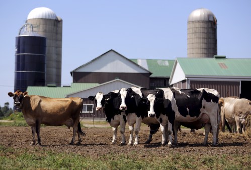 Dairy cows stand in a field near Stayner, Ontario July 26, 2015. Pacific Rim officials meet in Hawaii this week for talks that could make or break an ambitious trade deal which aims to boost growth and set common standards across a dozen economies ranging from the United States to Brunei. Canada's refusal so far to accept more dairy imports is a major sticking point in the talks, infuriating the United States as well as New Zealand, which has said it will not sign a deal that fails to open new dairy markets. REUTERS/Chris Helgren - GF10000170456