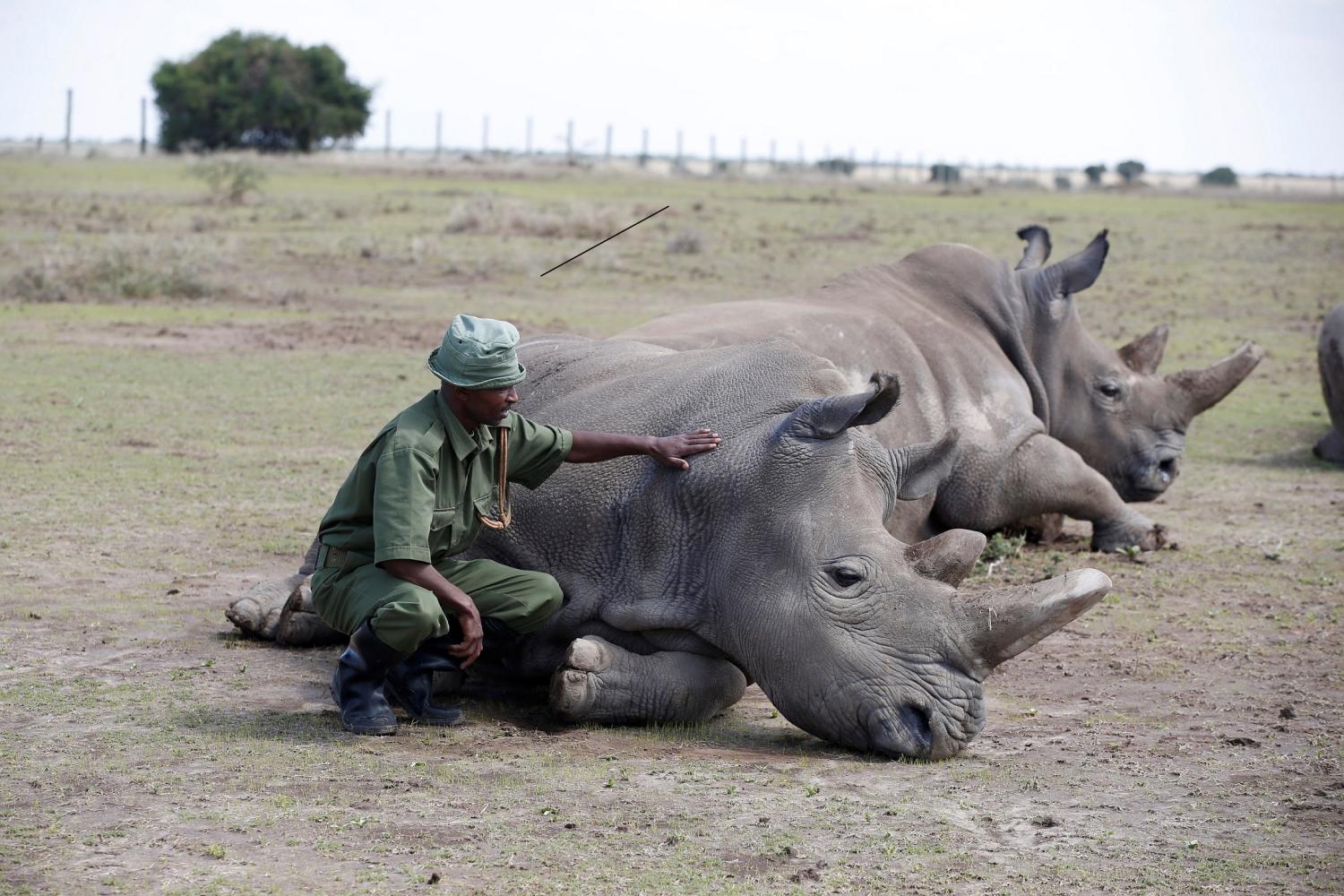 A warden watches over Najin (front) and her daughter Patu, the last two northern white rhino females, in their enclosure at the Ol Pejeta Conservancy in Laikipia National Park, Kenya March 7, 2018. REUTERS/Baz Ratner - RC1B32B67E80