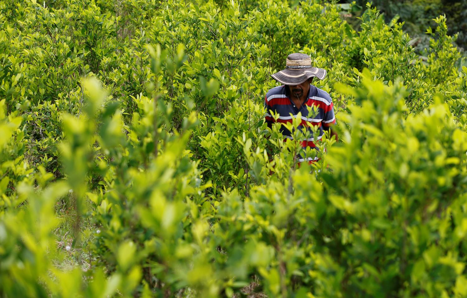 A peasant walks among coca crops in Cauca, Colombia, January 27, 2017. Picture taken January 27, 2017. REUTERS/Jaime Saldarriaga - RC1258D3C600