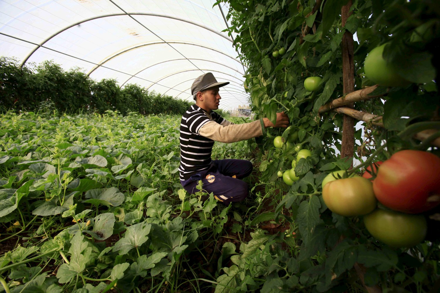 A farmer checks on his crop of tomatos in Tipaza, west of Algiers, Algeria June 3, 2015. Besides falling energy revenues, Algeria also has a growing number of mouths to feed, with the population put at 40 million and increasing by an estimated one million a year. Main foodstuffs, including cereals, sugar and milk are subsidised, but there is no such help for some products such as vegetables, which keeps prices high. Official statistics show the state imports on average five million tonnes of wheat and barley a year, but that figure appears to be climbing. It hit some 7.4 million in 2014. Algeria last year took its first steps towards opening up the farming sector to foreign investors, inviting bids for 16 state-owned farms focused on grains, vegetables, fruit trees and cattle breeding. Picture taken June 3, 2015.  To match story ALGERIA-AGRICULTURE/      REUTERS/Ramzi Boudina - GF10000120888