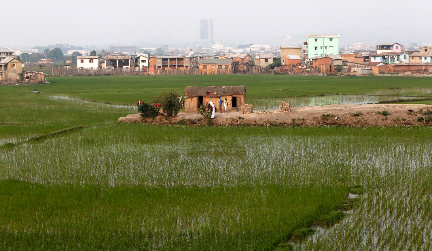 A house stands within a paddy field in Madagascar's capital Antananarivo, October 23, 2013. Voters in Madagascar's presidential election on Friday desperately hope for an end to a five-year political crisis that has scared off investors and severely damaged the economy, but there is little optimism they will get their wish. REUTERS/Thomas Mukoya (MADAGASCAR - Tags: POLITICS ELECTIONS SOCIETY) - GM1E9AO03RO01