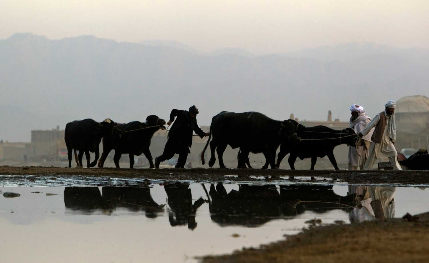 An Afghan vendor leads a herd of bulls at a livestock market in Kabul