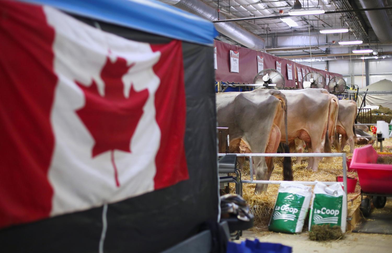 Cows are fed inside the exhibition hall as a Canadian flag is displayed nearby during the World Dairy Expo in Madison, Wisconsin, U.S., October 3, 2018.  REUTERS/Ben Brewer - RC15D1230E20
