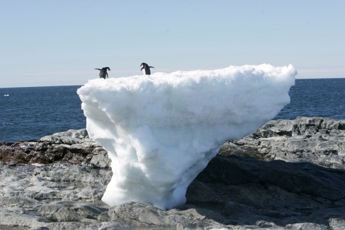Adelie penguins stand atop a block of melting ice on a rocky shoreline at Cape Denison, Commonwealth Bay, in East Antarctica, January 1, 2010. Picture taken January 1, 2010. REUTERS/Pauline Askin - RC153CA1ED40