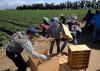 Field workers pick strawberries in Oxnard, California, April 16, 2013. In California, laborers from Mexico and Central America help make it the No. 1 farm state, with over $43 billion in cash receipts in 2011. The state also supplies some 85 percent of the country's strawberries, and no place is more abundant in that crop than Oxnard, 60 miles (100 km) west of downtown Los Angeles. Crews stoop in the green rows that stretch over the flat plain, plucking the red fruit with swift flicks of the wrist.  REUTERS/Gus Ruelas (UNITED STATES - Tags: SOCIETY IMMIGRATION AGRICULTURE BUSINESS EMPLOYMENT) - GM1E94H0VB301