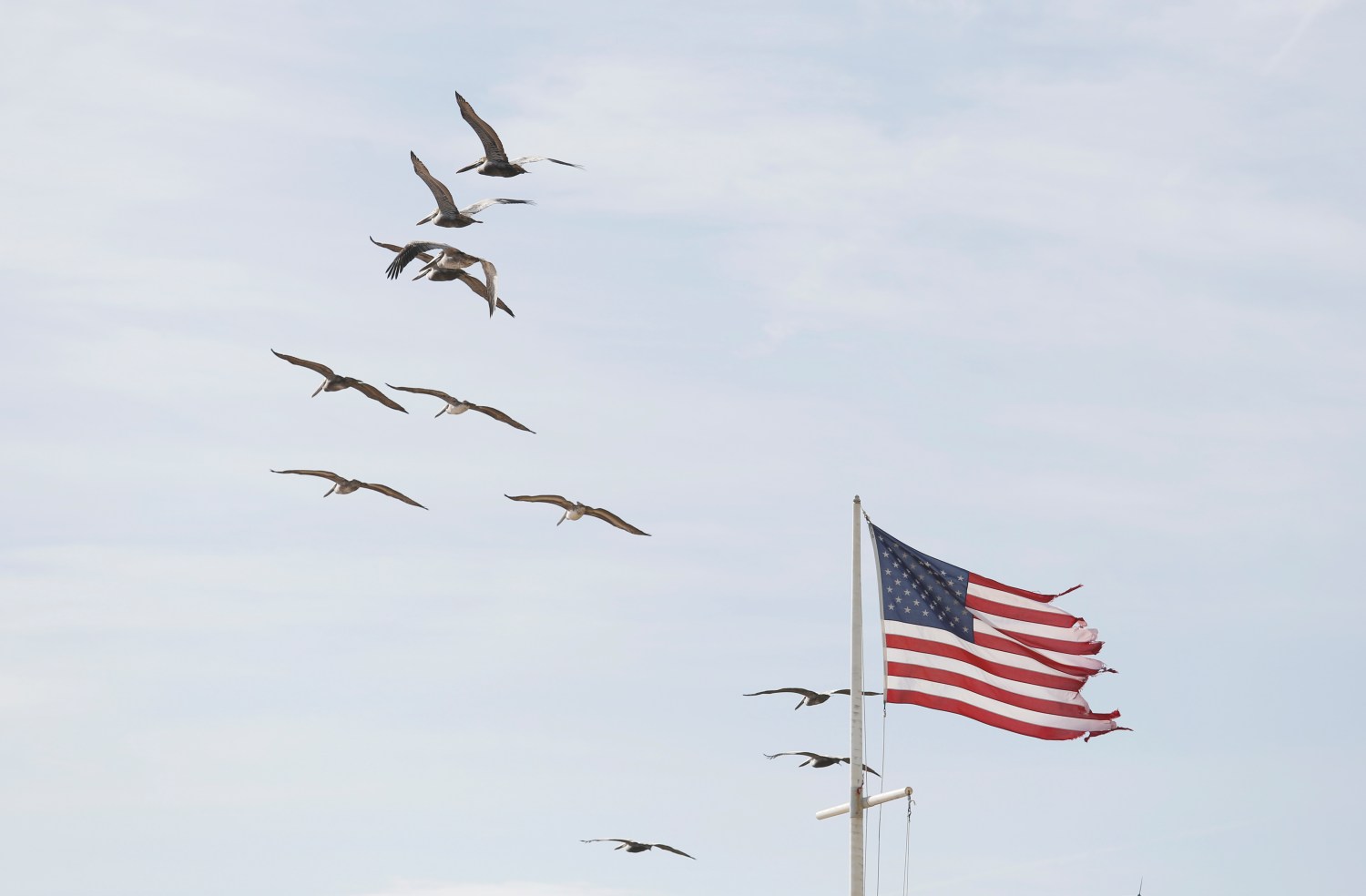 Pelicans fly past a tattered American flag at Surfside Park near Vilano Beach, north of St. Augustine, Florida, U.S., January 26, 2018. Picture taken January 26, 2018.   REUTERS/Gregg Newton - RC14906373A0