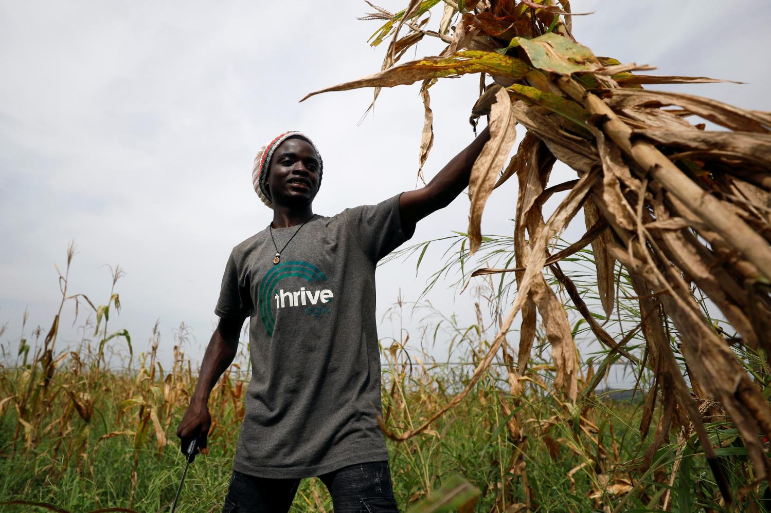 A man carries harvested maize stems on the Thrive Agric's farm in Jere, Kaduna, Nigeria October 10, 2018. Picture taken October 10, 2018. REUTERS/Afolabi Sotunde - RC19B80171A0