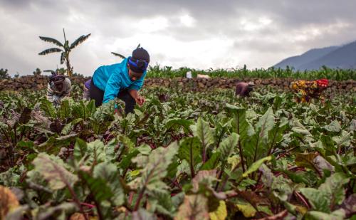 Assoumpata Uwamariya works on a beetroot farm in Rubavu district, Western province, Rwanda October 3, 2018. Pictures taken October 3, 2018. REUTERS/Jean Bizimana - RC1C11560B50