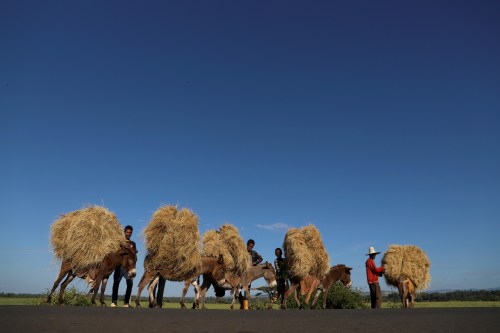 Farmers transport teff from their farm in the town of Woliso, Oromia region, Ethiopia, October 22, 2018. REUTERS/Tiksa Negeri  SEARCH "ETHIOPIA OROMOS" FOR THIS STORY. SEARCH "WIDER IMAGE" FOR ALL STORIES. TPX IMAGES OF THE DAY - RC1FD5352200
