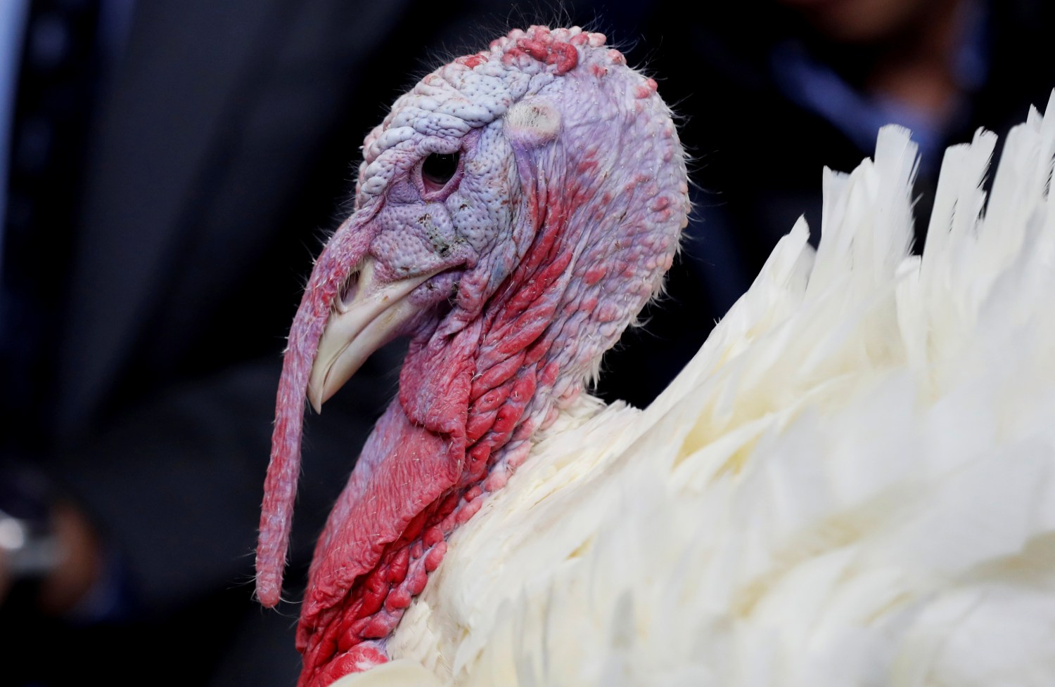 One of the National Thanksgiving Turkeys is presented to members of the press in the Briefing Room before U.S. President Donald Trump participates in the 71st national turkey pardoning at the White House in Washington, U.S., November 20, 2018. REUTERS/Leah Millis - RC1E2B96F400