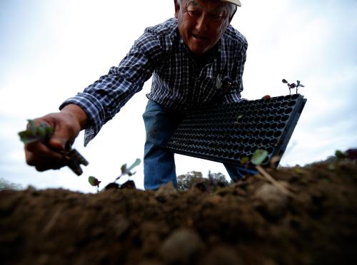 Farmer Tom Chino plants Yuchoi Sun transplants on his family farm in Rancho Santa Fe, California March 4, 2013. The gravitational pull of Chino Farm is legendary. Since they don't ship, everyone - whether a top chef or a traveling foodie or a local resident - comes to the farm stand, simply called "Vegetable Shop," on a dusty corner of this affluent San Diego County town, hemmed in by sprawling housing estates. Long before farmers' markets and heirloom vegetables popped up across the country, Tom Chino's parents bought the 45-acre (18.2-hectare) farm after World War Two and forged their independence from wholesalers and supermarkets, setting their prices and cultivating a diverse offering of crops. REUTERS/Mike Blake (UNITED STATES - Tags: AGRICULTURE BUSINESS ENVIRONMENT FOOD)ATTENTION EDITORS: PICTURE 04 OF 23 PICTURES FOR WIDER IMAGE STORY 'FOUR SEASONS OF CHINO FARM'SEARCH 'CHINO FARM' FOR ALL IMAGES - LM2EABO11FQ01