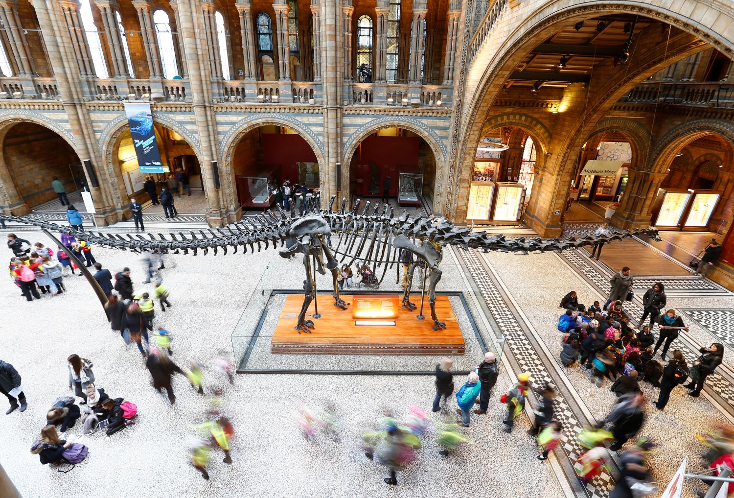 Visiting school children stream past, as others sit under "Dippy", the moulded resin replica of a fossilised Diplodocus in the main hall of the Natural History Museum in London January 29, 2015. One of Britain's most-loved museum exhibits, the skeleton-cast of Dippy the Diplodocus dinosaur at the Natural History Museum in London, is to be replaced, much to the distress of its many fans. The museum announced on Thursday that Dippy, who has graced its cathedral-like central hall for 35 years, will make way for the bones of a blue whale that has been hanging in a different hall since 1938.  REUTERS/Andrew Winning (BRITAIN - Tags: SOCIETY ENVIRONMENT TRAVEL) - GM1EB1T1L4001