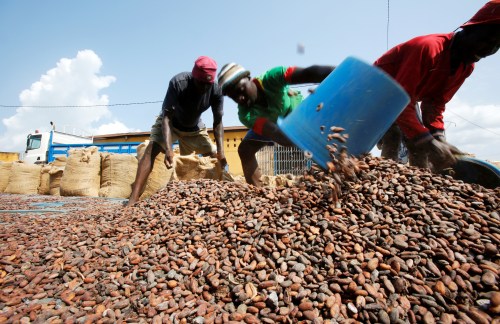Workers fill sacks with cocoa beans in Soubre, Ivory Coast, July 19, 2018. picuture taken  July 19, 2018.  REUTERS/Thierry Gouegnon - RC19E77BB920