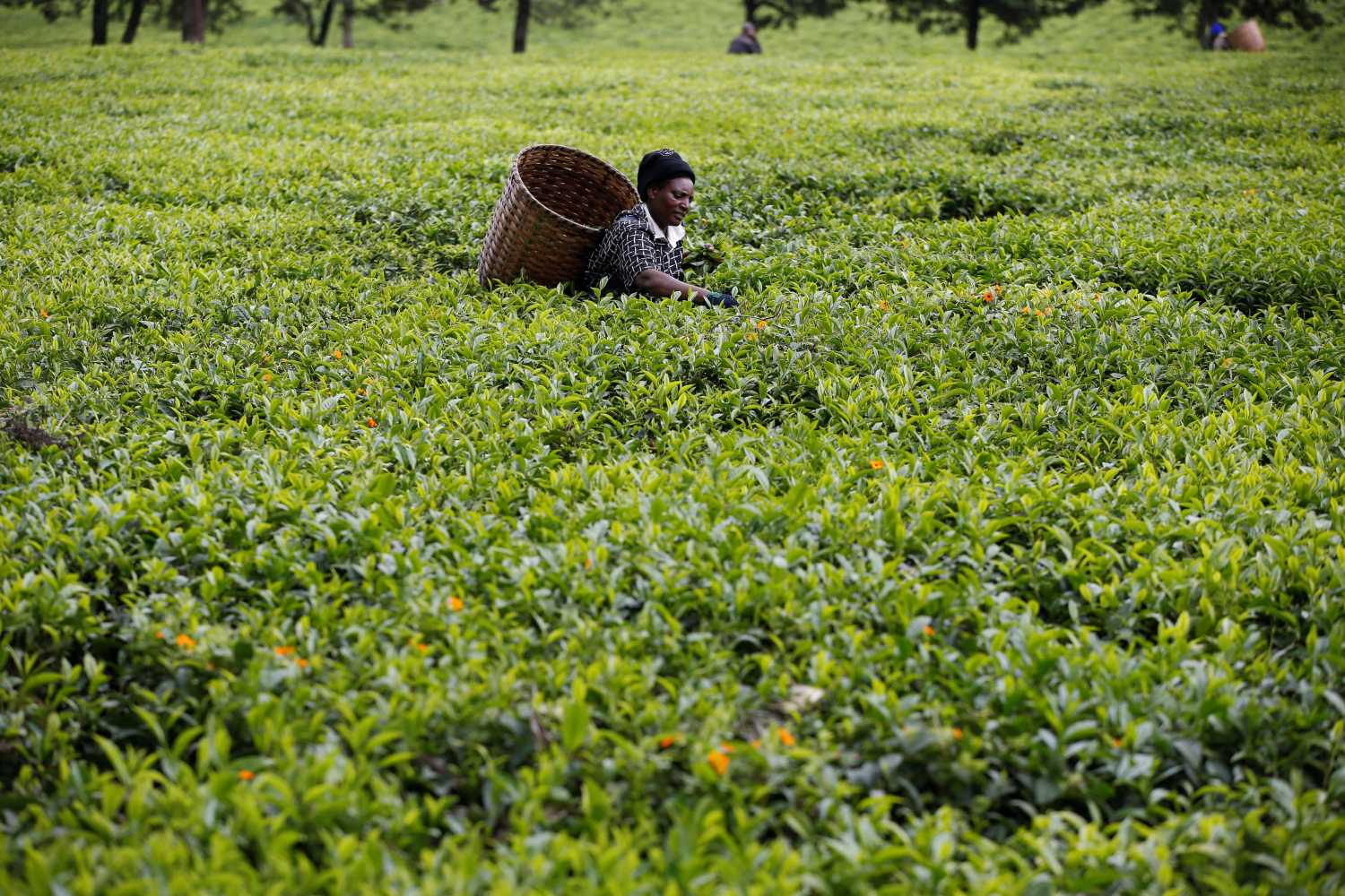A woman picks tea leaves at a plantation in Kiambu County, near Nairobi, Kenya, April 26, 2018. REUTERS/Baz Ratner - RC17EE8756C0