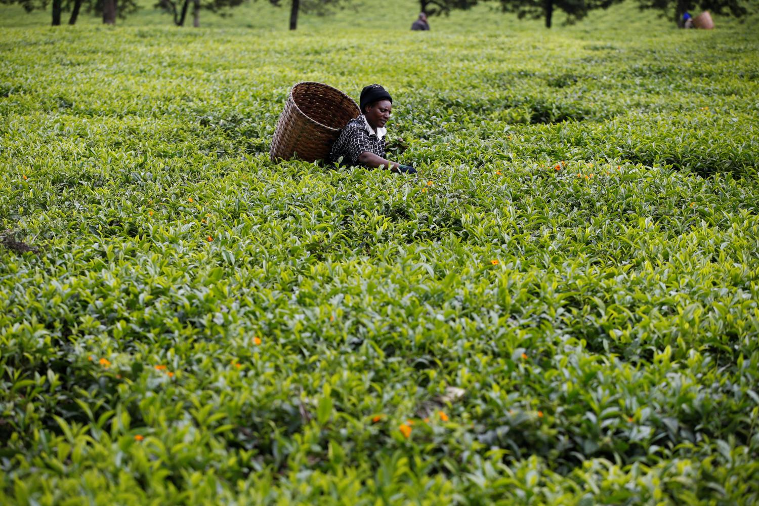 A woman picks tea leaves at a plantation in Kiambu County, near Nairobi, Kenya, April 26, 2018. REUTERS/Baz Ratner - RC17EE8756C0