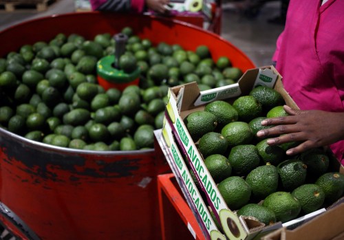 Workers sort avocados at a farm factory in Nelspruit in Mpumalanga province, about 51 miles (82 km) north of the Swaziland border, South Africa, June 14, 2018.  Picture taken June 14, 2018. REUTERS/Siphiwe Sibeko - RC1635FD15B0