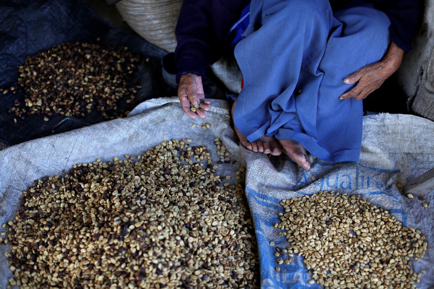 A woman selects coffee beans at a farm in the San Martin region, July 4, 2016. REUTERS/Janine Costa - S1AETNSGOKAA