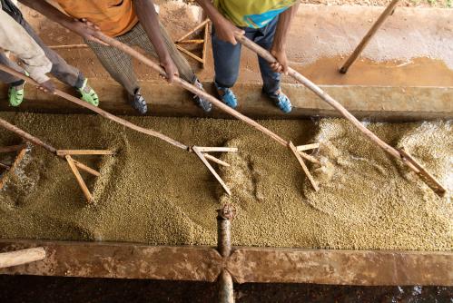 Workers wash pulped coffee beans at the Tilamo cooperative of Shebedino district in Sidama, Ethiopia November 29, 2018. Picture taken November 29, 2018. REUTERS/Maheder Haileselassie - RC1B535BFE70