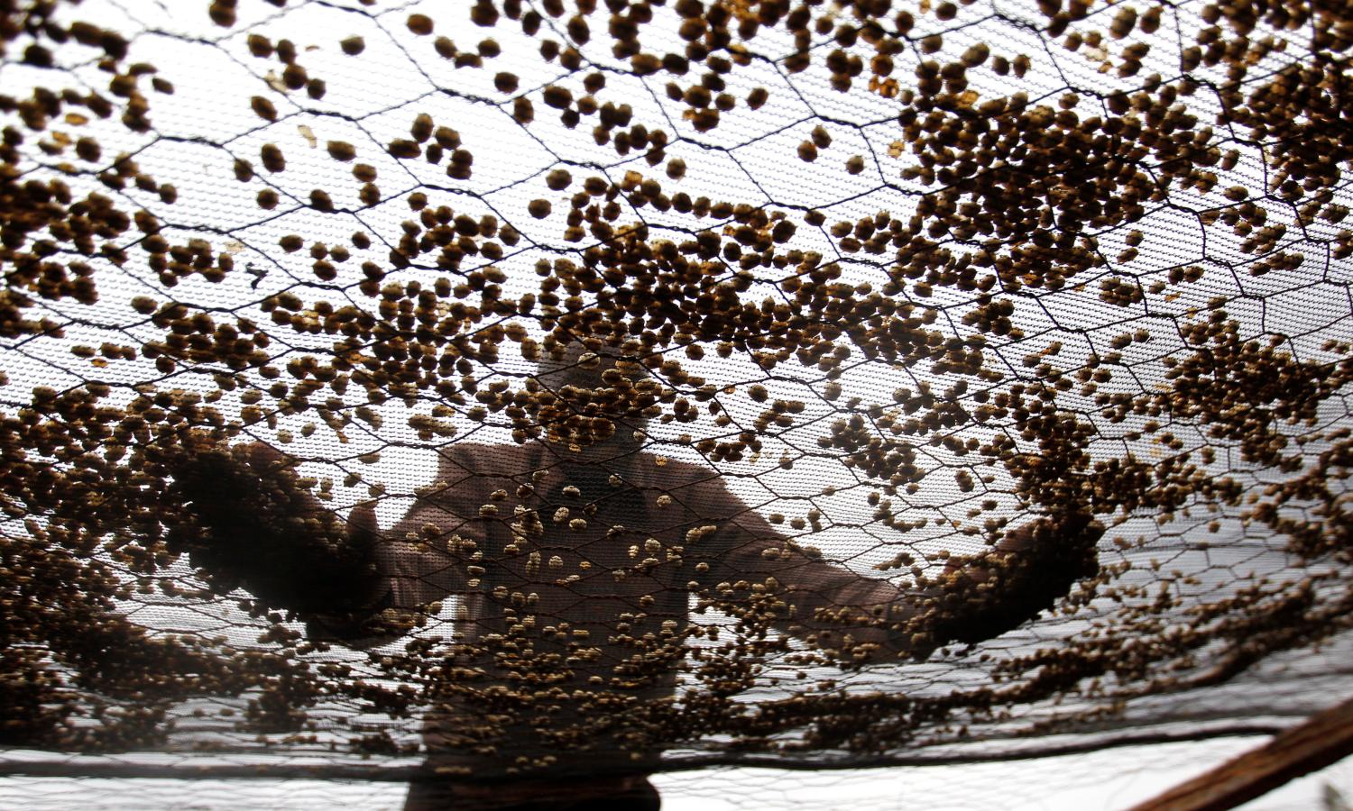 Samuel Mureithi, a farmer, dries coffee beans at a factory in Kienjege, located in western Kirinyaga county, northwest of Kenya's capital Nairobi, July 24, 2014. Kenya is a relatively small producer of coffee, but its beans are much sought after by roasters to blend with those of lower quality from other producing countries. REUTERS/Thomas Mukoya (KENYA - Tags: AGRICULTURE ENVIRONMENT BUSINESS FOOD SOCIETY EMPLOYMENT) - GM1EA7P012Z01