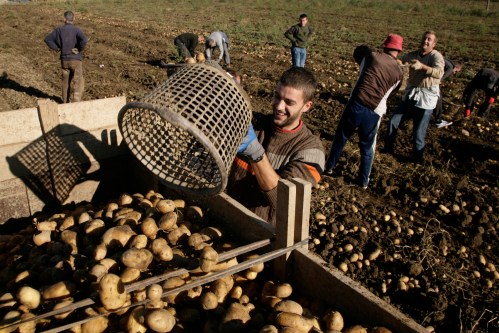 Kosovar labourers harvest potatoes on a field in the village of Pestova, northwest of Prishtina September 23, 2013. The village celebrates Potato Day on October 1 by harvesting potatoes and selling them to a local potato chip factory to support a still fragile economy. Picture taken September 23, 2013.   REUTERS/Hazir Reka (KOSOVO - Tags: AGRICULTURE BUSINESS SOCIETY) - GM1E9A1171U01