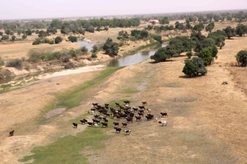 Cattle run as a helicopter flies overhead along the Komadougou Yobe river which separates Niger and Nigeria, outside Damasak March 24, 2015. Boko Haram militants have kidnapped more than 400 women and children from the northern Nigerian town of Damasak that was freed this month by troops from Niger and Chad, residents said on Tuesday. Nigerian, Chadian and Niger forces have driven militants out of a string of towns in simultaneous offensives over the past month.  REUTERS/Joe Penney - GF10000037002