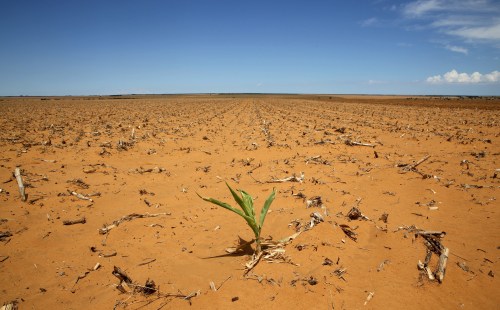 A maize plant is seen at a field in Hoopstad, a maize-producing district in the Free State province, South Africa, January 13, 2016. Mid-summer rains may be too little, too late for farmers as the South African countryside bakes under the worst drought in over a century. Last year was the driest on record. Picture taken January 13.   REUTERS/Siphiwe Sibeko - GF20000094826
