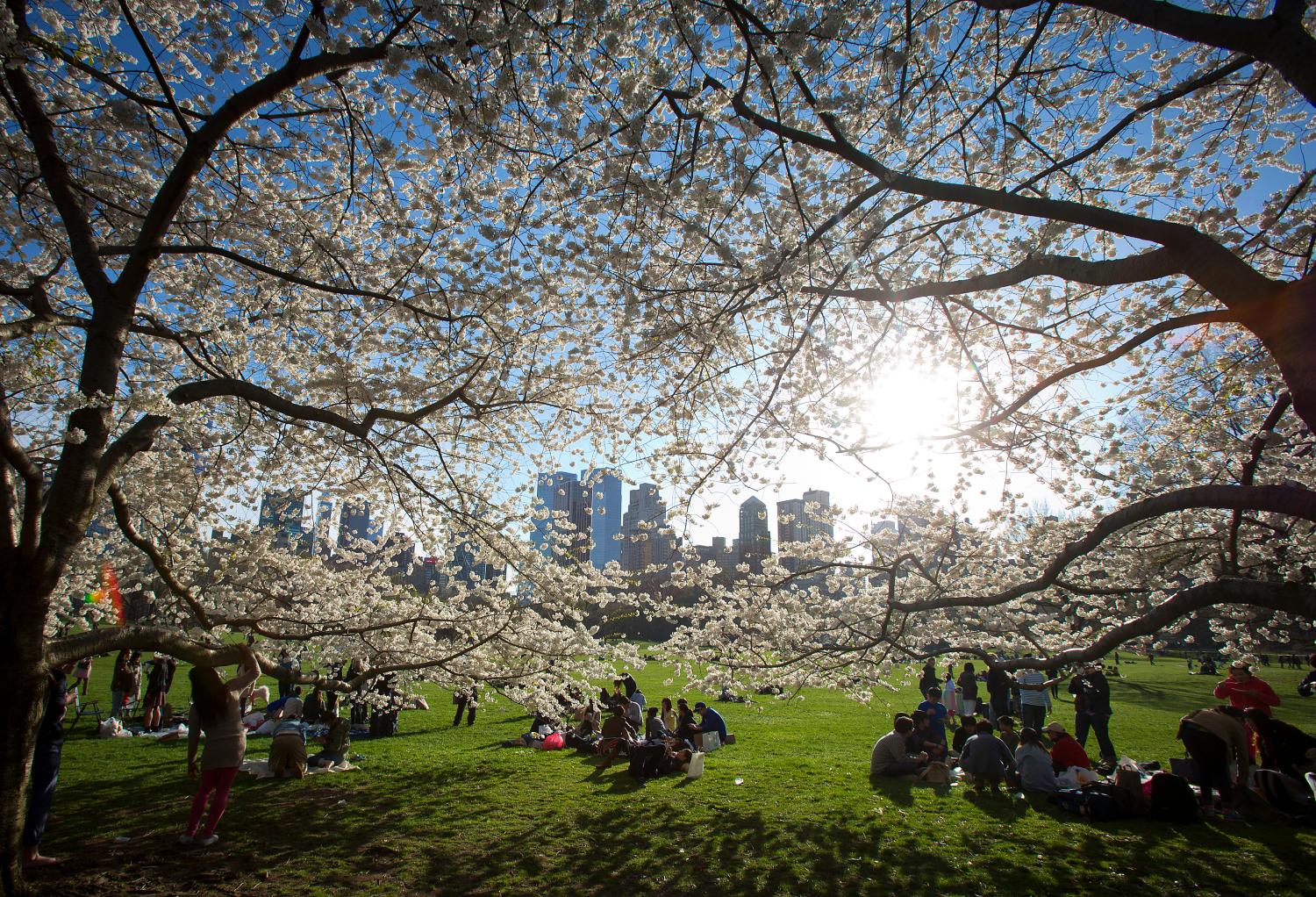 People gather near cherry trees in full blossom in Central Park in New York April 20, 2014. REUTERS/Carlo Allegri (UNITED STATES - Tags: SOCIETY ENVIRONMENT) - GM1EA4L0PK001