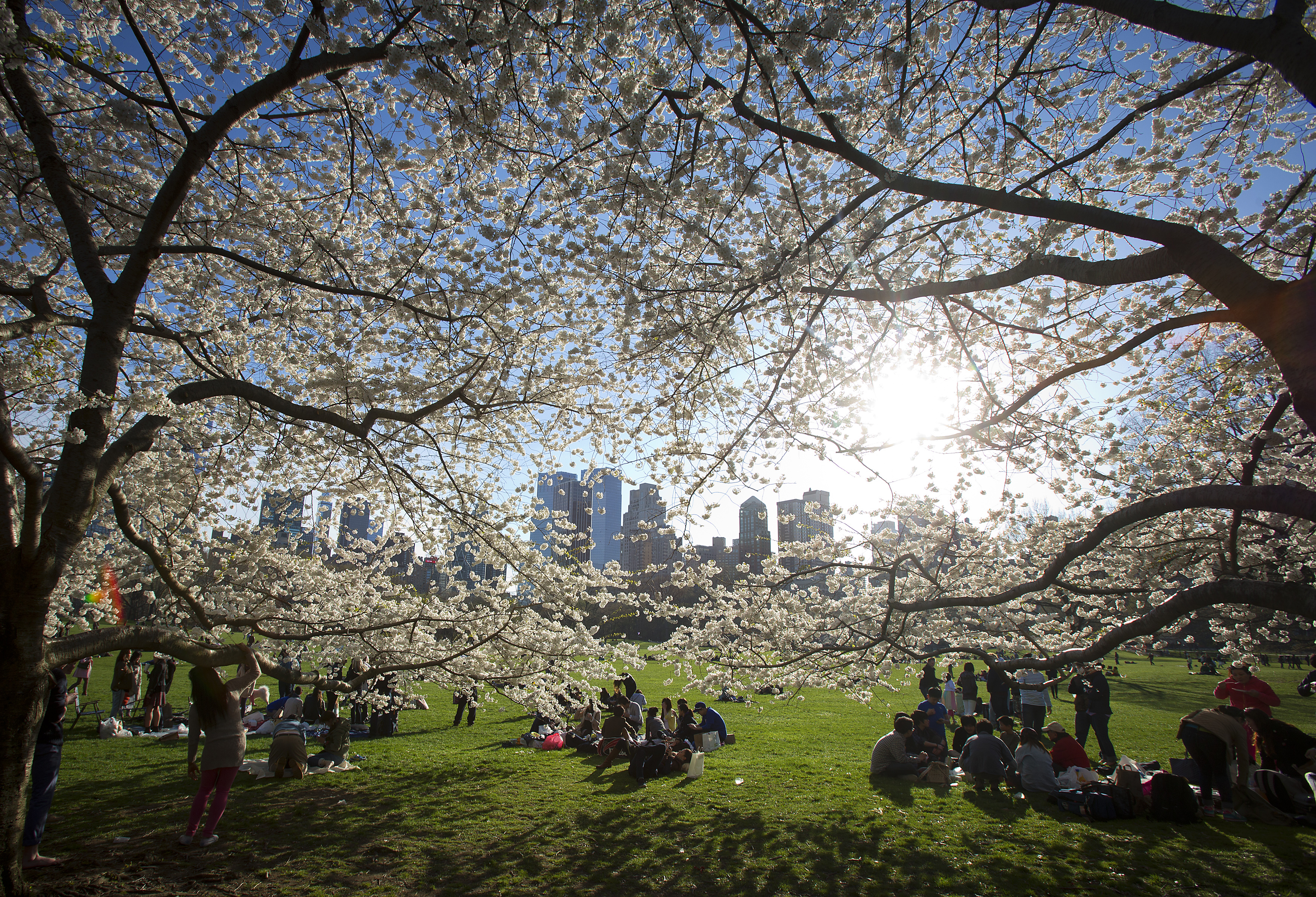 Central park 22. Сакура в Центральном парке Нью Йорка. Центральный парк Нью-Йорк весной. Цветение вишни в Центральном парке Нью Йорк. Цветение вишни в Нью Йорке.