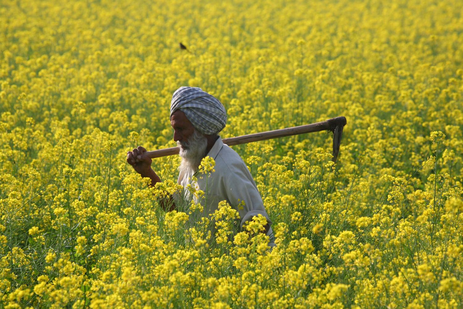 A farmer walks through a mustard field at Ghaduwan village in the northern Indian state of Punjab December 16, 2009.  REUTERS/Ajay Verma (INDIA - Tags: BUSINESS POLITICS AGRICULTURE SOCIETY) - GM1E5CG1GI901