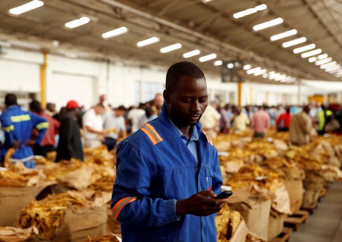 A tobacco farmer checks his mobile phone at  the start of the selling season at Tobacco Sales Floor in Harare, Zimbabwe, March 20, 2019. REUTERS/Philimon Bulawayo - RC15DE969D80