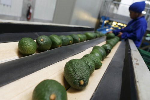 A worker checks avocados at a packaging warehouse of Hoja Redonda plantation in Chincha, Peru, September 3, 2015. The eighth World Avocado Congress, an event dedicated to production, export and marketing of Hass avocados, will be held in Peru from September 13 to September 18. Peru is the second largest exporter of Hass avocados in the world, according to local media. REUTERS/Mariana Bazo - GF10000192546