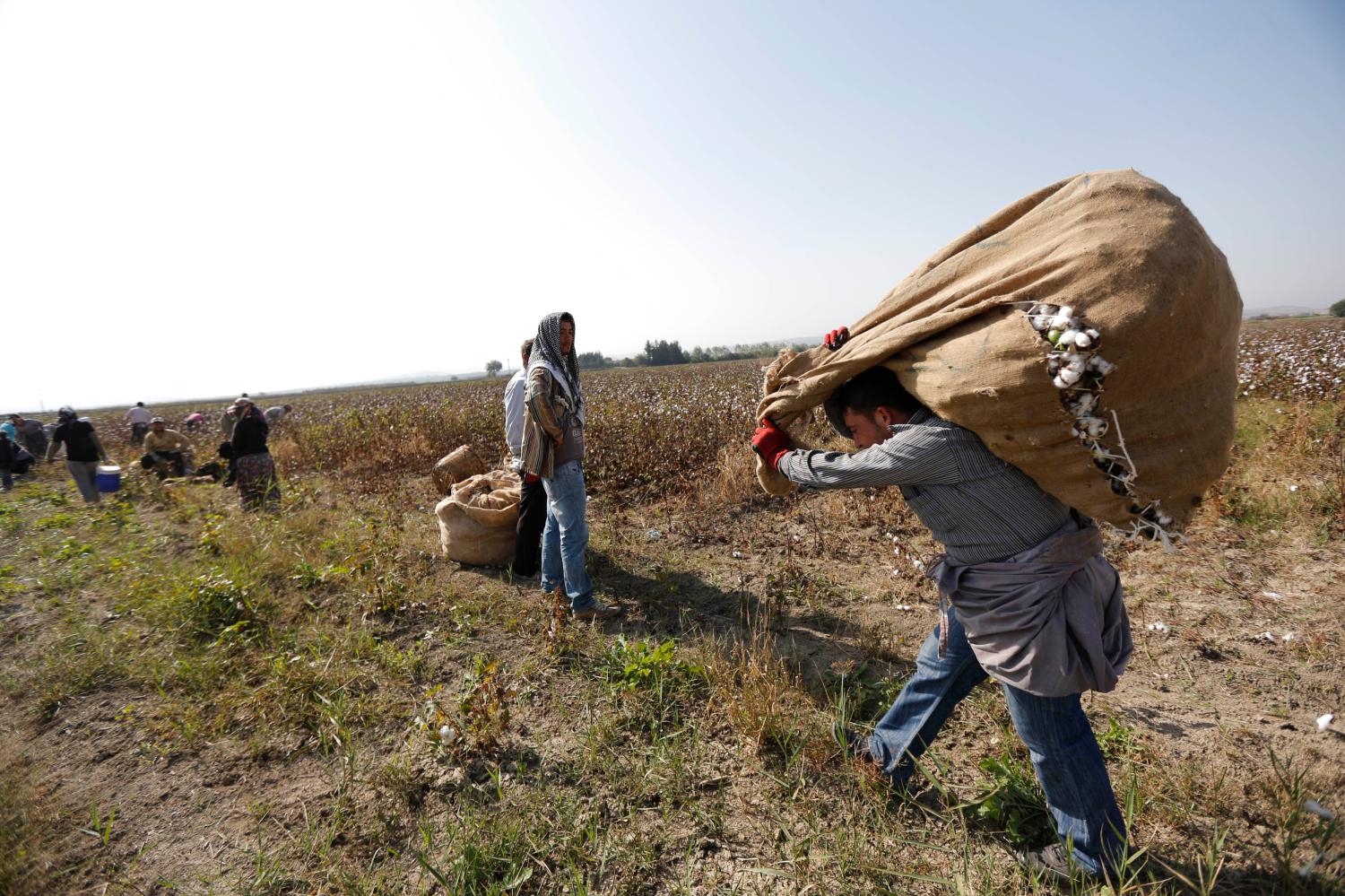 Turkish villager Hasan Dogruyol (R) carries a sack of cotton as he works in a cotton field near the border town of Reyhanli on the Turkish-Syrian border, in Hatay province, November 4, 2012. Despite the conflict on the Syrian side of the border, cotton harvest is still underway in Turkey's southern border province of Hatay. During early October, the Turkish military launched a retaliatory strike on Syria after a mortar bomb fired from Syrian soil landed in the countryside in Hatay. Some Syrian refugees work at cotton fields together with Turkish villagers in the border region as cottons pickers.  REUTERS/Murad Sezer (TURKEY - Tags: AGRICULTURE POLITICS) - GM1E8B509U401