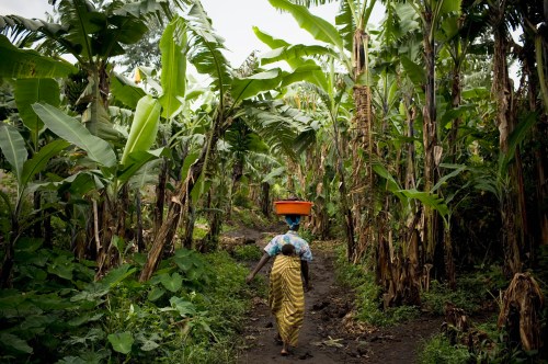 A Congolese woman carries her baby and personal belongings as she walks through a banana plantation near the town of Rangira, affected by the recent fighting between government forces and rebels around North Kivu in the east of the Democratic Republic of Congo, May 23, 2012. REUTERS/Siegfried Modola (DEMOCRATIC REPUBLIC OF CONGO - Tags: SOCIETY ENVIRONMENT) - GM1E85O0A6B01