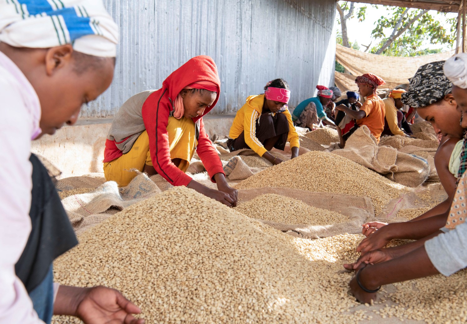 Women pick unwanted coffee beans from the final product just before packaging in Holiso cooperative of Shebedino district in Sidama, Ethiopia November 30, 2018. Picture taken November 30, 2018. REUTERS/Maheder Haileselassie - RC1A79217960