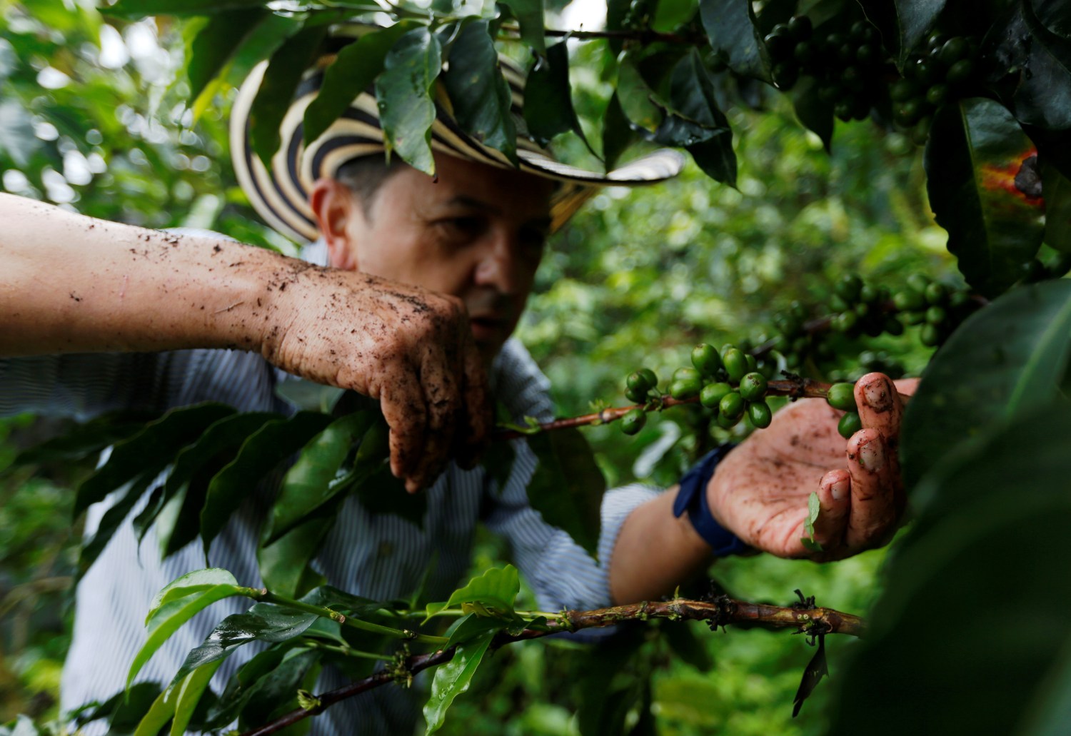 Colombian coffee grower Jose Eliecer Sierra picks coffee fruits at a plantation in Pueblorrico, Colombia March 11, 2019. Picture taken March 11, 2019. REUTERS/Luisa Gonzalez - RC14ED1E2770