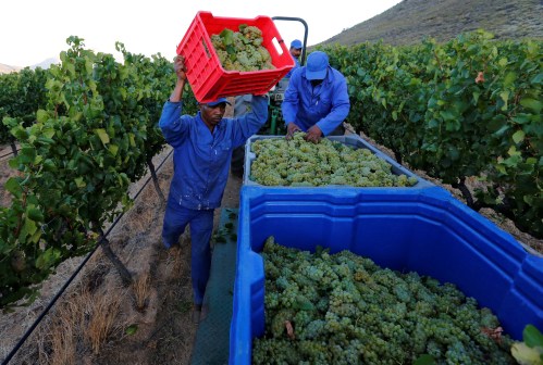 Workers harvest grapes at the La Motte wine farm in Franschhoek near Cape Town, South Africa in this picture taken January 29, 2016. REUTERS/Mike Hutchings - D1AETGCGWLAA