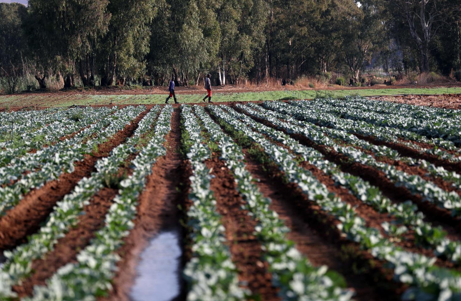 Farm workers walk between rows of vegetables at a farm in Eikenhof, South Africa, October 16, 2019. REUTERS/Siphiwe Sibeko - RC14F0E641A0
