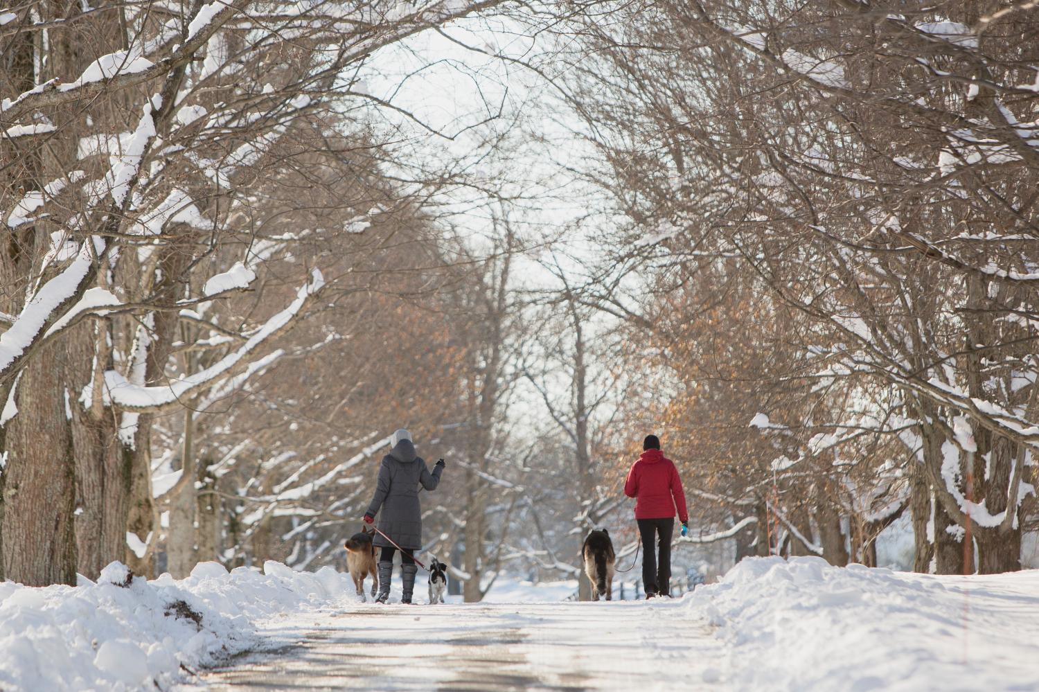 Women with dogs walk through the snow after the first lake-effect snowfall of the season at Knox Farm State Park in the Buffalo suburb of East Aurora, New York, U.S. December 8, 2017. REUTERS/Lindsay Dedario