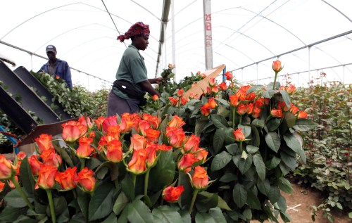 Workers harvest roses for export to the European market inside a greenhouse at Maridadi Flowers Limited in Naivasha, 90 km (56 miles) west of Kenya's capital Nairobi, April 19, 2010. Kenya's horticulture industry has already lost $12 million to the volcano-induced European airspace closure and it will take several weeks to recover even if flights resume now, its association of exporters said on Monday. REUTERS/Thomas Mukoya (KENYA - Tags: TRANSPORT SOCIETY EMPLOYMENT BUSINESS) - GM1E64J1SUF01