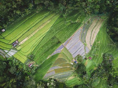 Agricultural fields