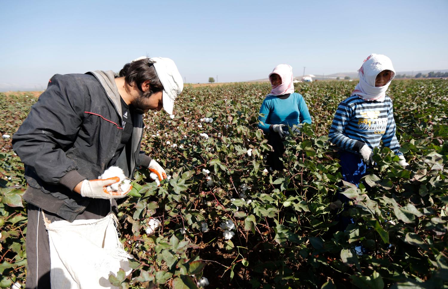 Syrian refugees pick up cotton from a field in the village of Bukulmez on the Turkish-Syrian border, in Hatay province, November 3, 2012. Despite the conflict on the Syrian side of the border, cotton harvest is still underway in Turkey's southern border province of Hatay. During early October, the Turkish military launched a retaliatory strike on Syria after a mortar bomb fired from Syrian soil landed in the countryside in Hatay. Some Syrian refugees work at cotton fields together with Turkish villagers in the border region as cottons pickers. Picture taken November 3, 2012. REUTERS/Murad Sezer (TURKEY - Tags: AGRICULTURE POLITICS) - GM1E8B509FD01