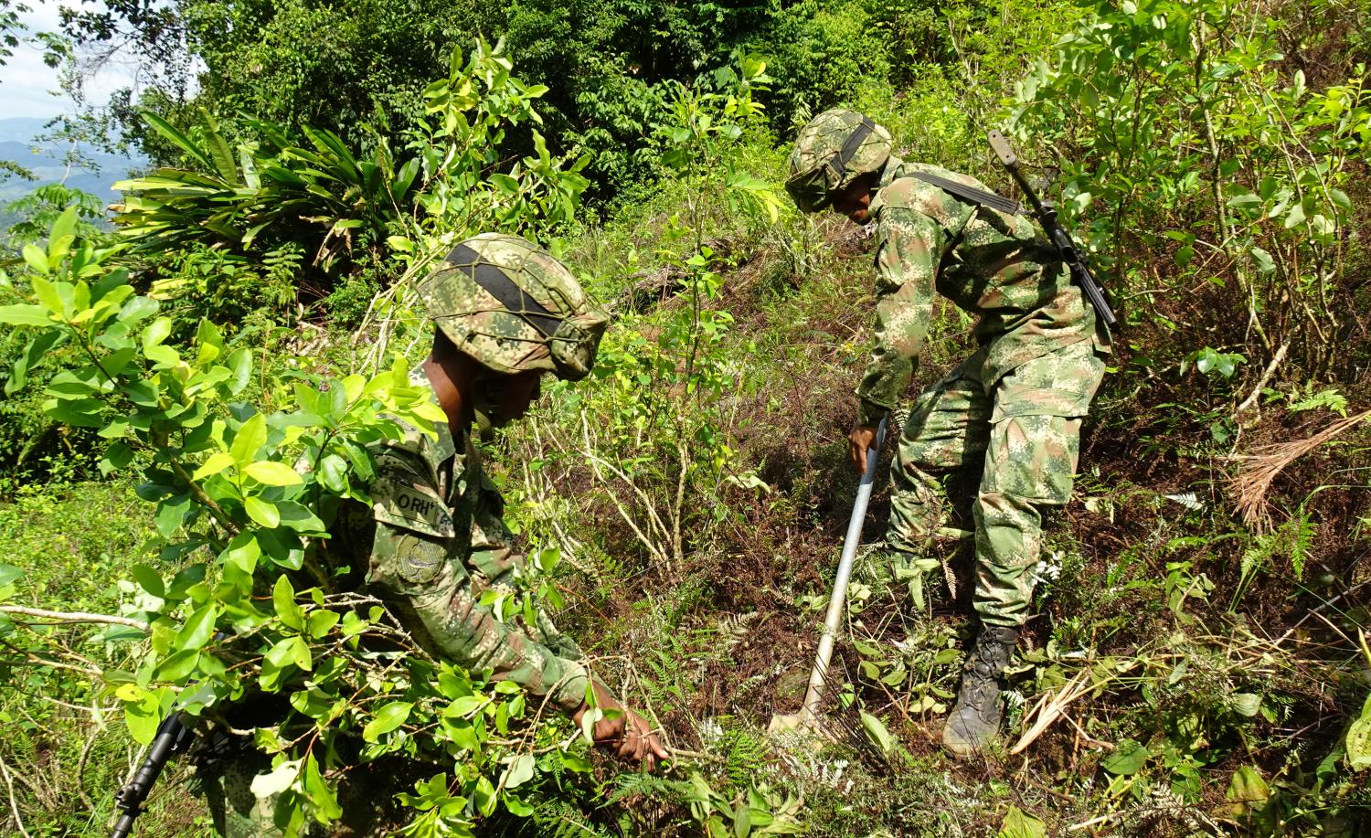 Soldiers of the Colombian National Army destroy coca plants during an eradication operation at a plantation in Taraza, Antioquia province, Colombia September 10, 2019. Picture taken September 10. 2019. REUTERS/Luis Jaime Acosta - RC1D4B04F620