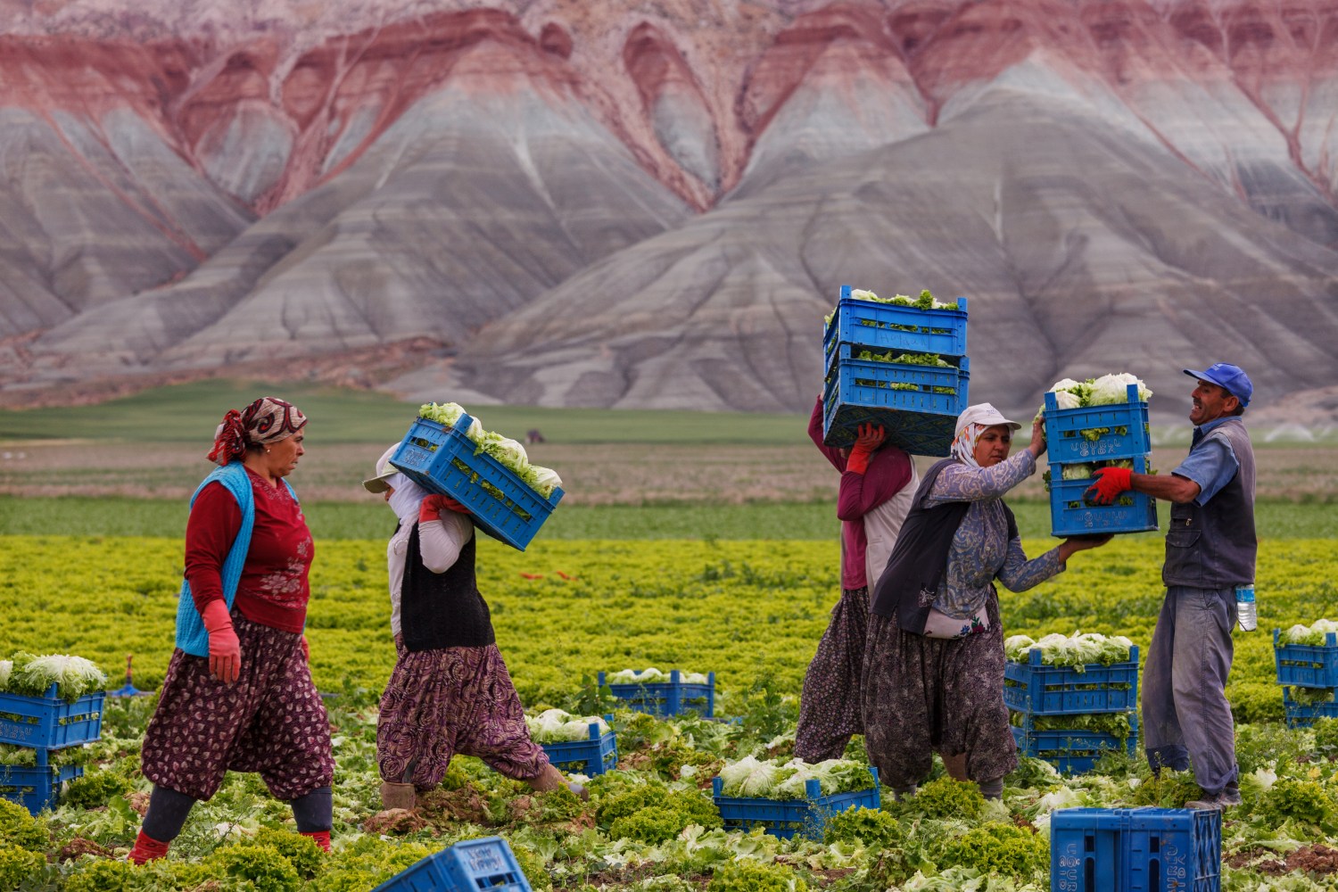 Turkish Workers in Cabbage Field
