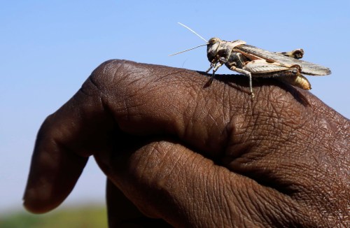 A desert locust is seen on the farmer's hand in a grazing land on the outskirt of Dusamareb in Galmudug region, Somalia December 22, 2019. REUTERS/Feisal Omar