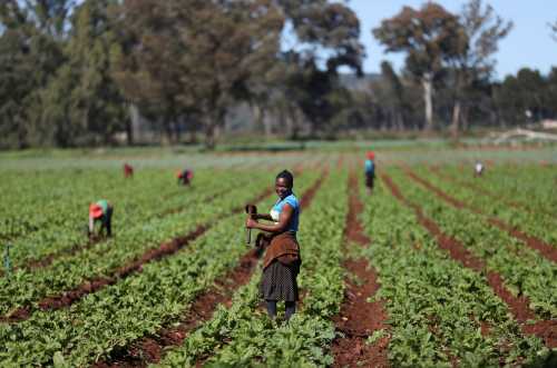 A worker holds a hoe as they remove weed at a farm amid the spread of the coronavirus disease (COVID-19), in Eikenhof, South Africa, April 16, 2020. Picture taken April 16, 2020. REUTERS/Siphiwe Sibeko