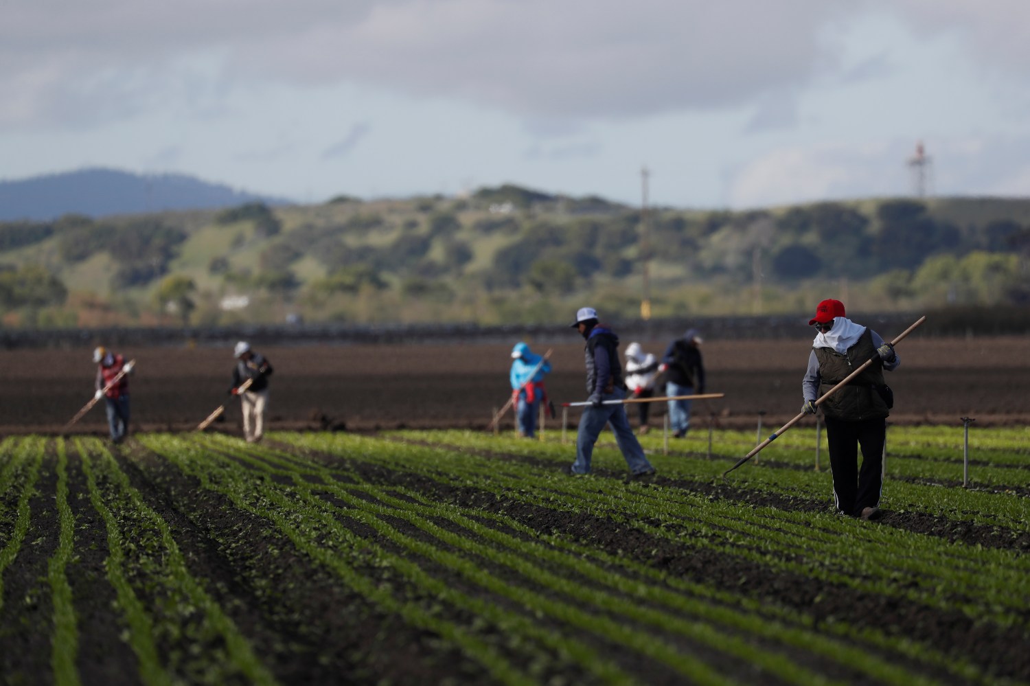 Migrant workers clean fields amid an outbreak of the coronavirus disease (COVID-19), in the Salinas Valley near Salinas, California, U.S., March 30, 2020. Picture taken March 30, 2020. REUTERS/Shannon Stapleton