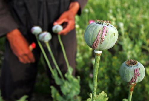 Sap oozes from poppies after they are scratched, a process to get opium from poppies, in a village outside Balkh province, about 500 km (310 miles) north of Kabul May 6, 2006. The illegal narcotics trade dominates Afghanistan's economy, accounting for 60 percent of its gross domestic product and 87 percent of the world's supply. Heroin and morphine are derived from opium, which comes from poppies. REUTERS/Ahmad Masood