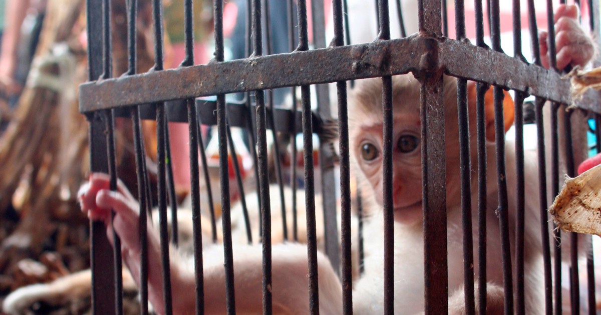 Reopening the World: To prevent zoogenic pandemics, regulate wildlife trade  and food production